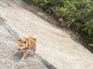 【狗狗爬山】台北內湖/龍船岩：圓覺瀑布步道健行+簡單攀岩拉繩