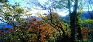 【公告】太平山台灣山毛櫸步道 10月中旬起假日將實施翠峰景觀道路管制