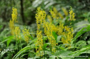 「淡萌黃」2025 D1225 綠花肖頭蕊蘭