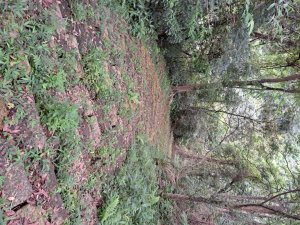 2026樟之細路：渡南，飛鳳，騎龍，茶亭，石山艮，獅山古道