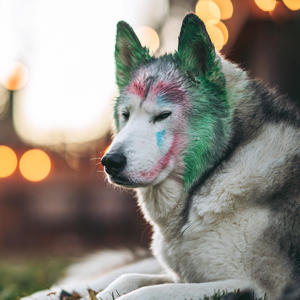skywolf 