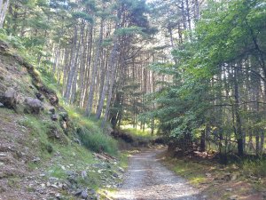 20220821大雪山森林遊樂區北三錐山
