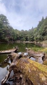 四季林道加羅山檜木池