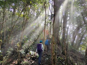 2022-001：屯野生步道登芝生毛台山連走虎禮山（芝虎縱走）