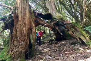 【桃園復興區】嘎拉賀神木A區~低陸山、把加灣山西峰、把加灣山