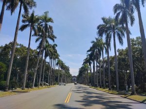 1050327臺大椰林大道