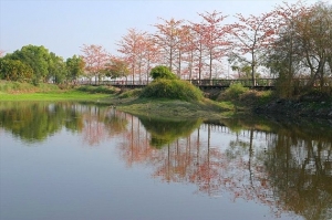 【開花筆記】春到了。木棉。花開了