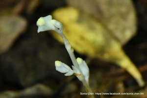 林床深處，一枚晶瑩 2026.06.23｜透明水玉簪