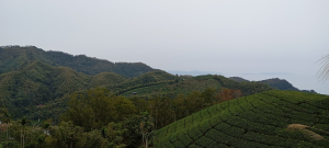 健走「雲嘉連峰」南段竹崎樟腦寮至梅山太平六連峰。