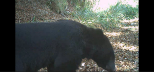 【生態】大雪山地區驚喜發現 臺灣黑熊樹上熊窩影像曝光