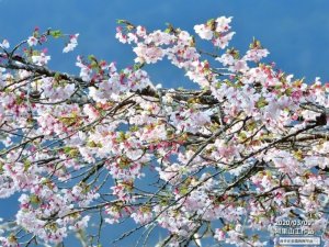 【新聞】阿里山櫻花大爆發！百年吉野櫻霸氣登場