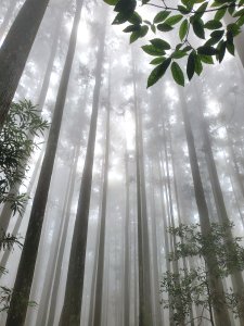 小島田山北稜下黑森林