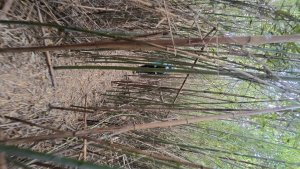 寶山水庫十連峰加竹東三山