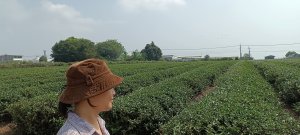 松柏坑山+茶香步道 O型-2023/04/16