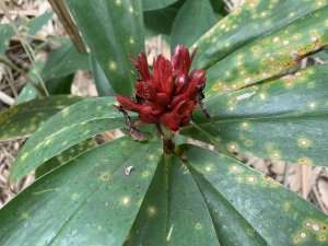 20251024台南邦埤山-三崁山