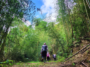 【出關古道最終回】台版京都嵐山竹林秘境