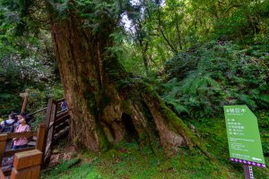 ❤  拉拉山巨木群步道，檜香森林森呼吸