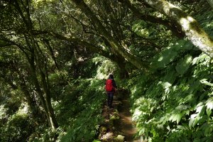 探猴崁水圳步道源頭瀑布