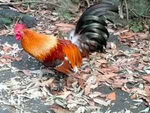 阿拔泉山/觀音石山/紅楠坑山/獨立山 環狀