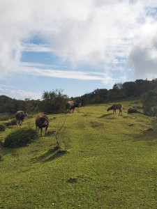 內寮古道十六草原巡禮
