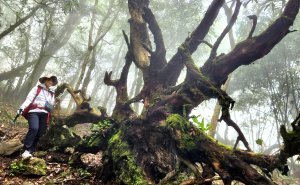 【中級山縱走】魯壁山，東穗山，大島田山，宇老觀景台