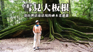 【雪見大板根】探訪深山裡活靈活現的神木爺爺