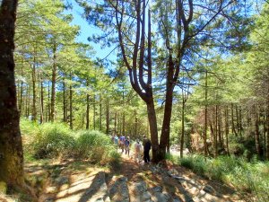 【台中和平】雪山神木步道x小雪山天池步道