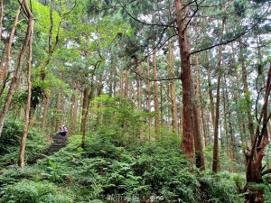 【桃園復興】台灣百大必訪步道。 東眼山森林遊樂區-東眼山自導式步道