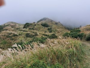 草山秋芒，七星主東