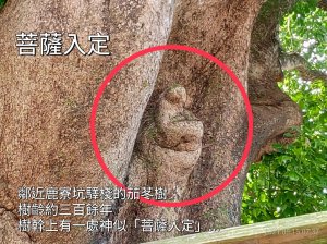 [新竹芎林]鹿寮坑...茄苳珍貴老樹