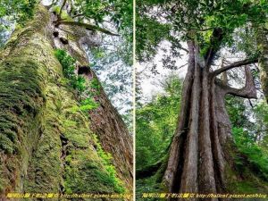 【新竹】鎮西堡B區神木群步道