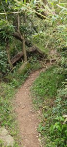 2026-0307 造鎮-文筆山-天華山-南勢角山-蘭花亭-牛伯伯