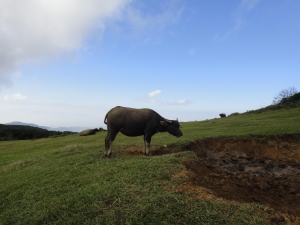 陽明山東西大縱走