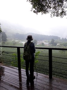 《嘉義》森林浴場｜頂湖步道登大凍山O型(頂湖線)