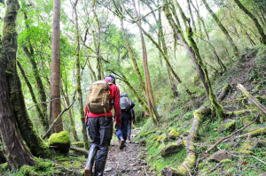 舊玉山林道～久違的相聚《台18線 鹿林山登山口 → 玉山林道 → 石山 → 新高口》