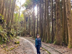 【特富野古道】嘉義阿里山輕鬆散步路線，欣賞巨木紅檜圍繞，霧氣朦朧美，吸收芬多精