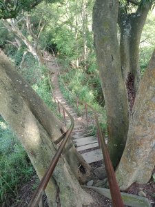 【彰化】清水岩中央嶺造林步道