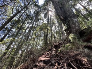 一日百岳系列-1110730西巒大山賞夏日森林幽情