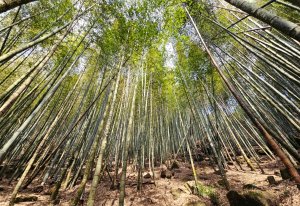 溪頭四秀 - 南投縣鹿谷鄉