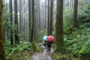 東眼山雨中尋幽
