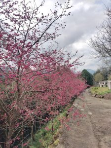 20240206 嘉義瑞峰🐀鼠眉毛1314💓@ 寒溪呢🌸🌸🌸