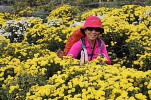 2021-11-19三義車站→建中國小→慈濟茶園→三義山→挑炭古道→三通嶺→長潭坑山→九華山登山口→挑鹽古道入口→天空步道→虎頭崁山→西湖溪景觀橋→杭菊花海→銅鑼車站