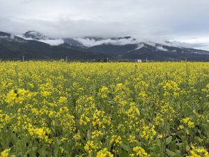 富里油菜花