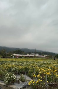 三員縱走（銅鑼-三義）