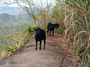 [新竹郊山]赤獅馬玉連走(關西玉山前八峰)