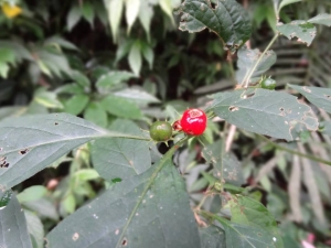 雙花龍葵