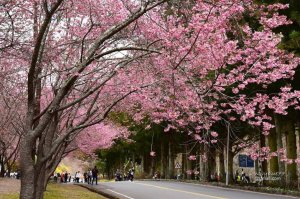 【開花筆記】台灣最美--武陵農場櫻花季.紅粉佳人撲人衣