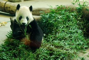 【動物】從貓熊圓仔看台灣黑熊保育