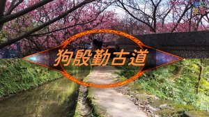 [台北士林] 新春賞櫻(狗殷勤古道-平菁步道)