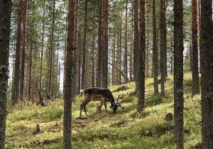 芬蘭邊境與麋鹿健行